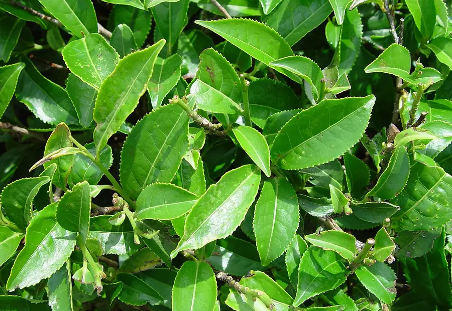 Green tea leaves used in HEYTEA drinks